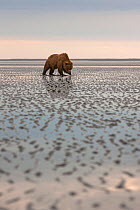 Grizzly Bear / Coastal Brown Bear (Ursus arctos horribilis) searching for clams on tidal flats, Lake Clark National Park, Alaska, USA, June.