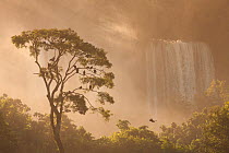 Turkey vultures (Cathartes aura) in tree in front of Iguazu Falls, Iguazu National Park, Brazil, January 2014.