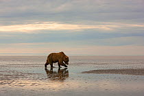Grizzly Bear / Coastal Brown Bear (Ursus arctos horribilis) searching for clams on tidal flats, Lake Clark National Park, Alaska, USA, June.