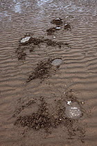 Holes in sand left by Grizzly Bear / Coastal Brown Bear (Ursus arctos horribilis) digging for clams on tidal flats, Lake Clark National Park, Alaska, USA. June 2013.