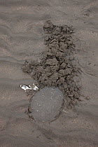 Hole in sand left by Grizzly Bear / Coastal Brown Bear (Ursus arctos horribilis) digging for clams on tidal flats, Lake Clark National Park, Alaska, USA. June 2013.