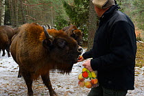 European bison (Bison bonasus) fed by hand, Drawsko Military area, Western Pomerania, Poland, February 2014.