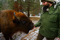 Marcin Grzegorzek feeding apples to wild European bison (Bison bonasus), Drawsko Military area, Western Pomerania, Poland, February 2014.