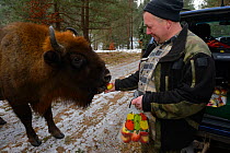 Artur Furdyna feeding apples to wild European bison (Bison bonasus), Drawsko Military area, Western Pomerania, Poland, February 2014.