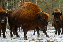 European bison (Bison bonasus), large bull, Drawsko Military area, Western Pomerania, Poland, February.