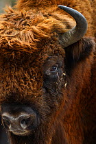 European bison (Bison bonasus), close up of large bull, Drawsko Military area, Western Pomerania, Poland, February.
