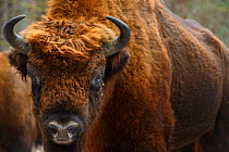 European bison (Bison bonasus), large bull, Drawsko Military area, Western Pomerania, Poland, February.