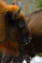 European bison (Bison bonasus), Drawsko Military area, Western Pomerania, Poland, February.