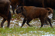 European bison (Bison bonasus) calf running, Drawsko Military area, Western Pomerania, Poland, February.