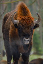 RF- European bison (Bison bonasus), Drawsko Military area, Western Pomerania, Poland, February. (This image may be licensed either as rights managed or royalty free.)