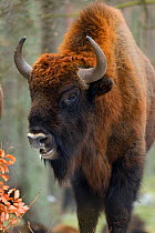 European bison (Bison bonasus), Drawsko Military area, Western Pomerania, Poland, February.