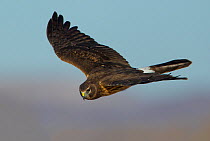 Northern Harrier (Circus cyaneus) hunting over Bosque del Apache reserve, New Mexico, USA. December.