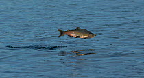 Pink Salmon (Oncorhynchus gorbuscha) leaping upstream, Starrigavan Creek Estuary, north of Sitka, Alaska, USA, August.