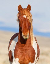 Wild Mustang, pinto horse, McCullough Peaks Herd Area, Wyoming, USA.