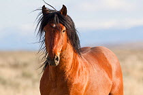Wild Mustang, bay horse, McCullough Peaks Herd Area, Wyoming, USA.