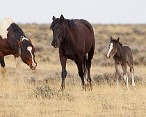Wild Mustang horse with foal McCullough Peaks Herd Area, Wyoming, USA.