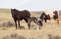 Wild Mustang foal suckling McCullough Peaks Herd Area, Wyoming, USA.