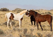 Wild Mustang horses McCullough Peaks Herd Area, Wyoming, USA.
