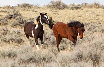 Wild Mustang horse, McCullough Peaks Herd Area, Wyoming, USA.