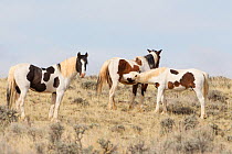 Pinto Wild Mustang horses, one smelling another, McCullough Peaks Herd Area, Wyoming, USA.