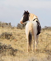 Wild Mustang, pinto horse, McCullough Peaks Herd Area, Wyoming, USA.