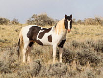 Wild Mustang, pinto horse standing, McCullough Peaks Herd Area, Wyoming, USA.