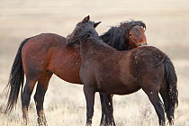 Two bay Wild Mustang horses mutual grooming, McCullough Peaks Herd Area, Wyoming, USA.