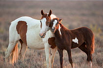 Wild Mustang pinto foal nuzzling up to mother, Sand Wash Basin Herd Area,  Colorado, USA.