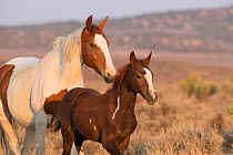 Wild Mustang pinto mother and foal, Sand Wash Basin Herd Area,  Colorado, USA.
