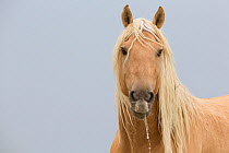 Wild Mustang, palomino horse portrait, Sand Wash Basin Herd Area,  Colorado, USA.
