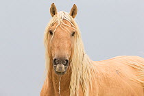 Wild Mustang, palomino horse portrait, Sand Wash Basin Herd Area,  Colorado, USA.