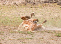 Wild Mustang, palomino horse rolling inn dust, Sand Wash Basin Herd Area,  Colorado, USA.