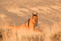 Wild Mustang, dun horse resting, Sand Wash Basin Herd Area,  Colorado, USA.