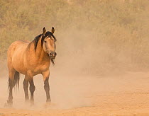 Wild Mustang, dun horse in dust. Sand Wash Basin Herd Area,  Colorado, USA.