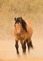 Wild Mustang, dun horse in dust, Sand Wash Basin Herd Area,  Colorado, USA.