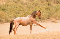 Wild Mustang, roan horse with front leg extended whilst pawing ground as a sign of impatience Sand Wash Basin Herd Area,  Colorado, USA.