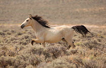 Wild Mustang, dun horse running near Adobe Town, Wyoming, USA.