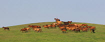 Herd of Quarter and Azteca horses with rancher, Nebraska, USA, June 2012.