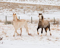 Dapple grey and Cremollo Mustang colts, Longmont, Colorado, USA.