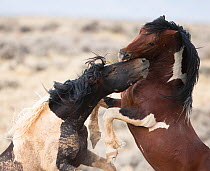 Wild Mustang pinto horses fighting, McCullough Peaks Herd Area, Wyoming, USA.