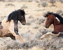 Wild Mustang pinto horses fighting, McCullough Peaks Herd Area, Wyoming, USA.