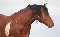 Wild Mustang pinto horse, McCullough Peaks Herd Area, Wyoming, USA.