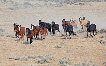 Wild Mustang horse, McCullough Peaks Herd Area, Wyoming, USA.