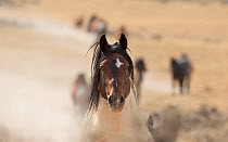 Wild Mustang, pinto horse portrait, McCullough Peaks Herd Area, Wyoming, USA.