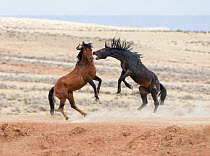 Wild Mustang horses fighting McCullough Peaks Herd Area, Wyoming, USA.