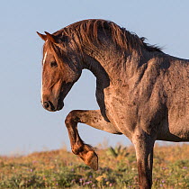 Roan Wild Mustang horse, with leg raised to the paw the ground, Pryor Mountains, Montana, USA.