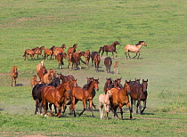 Herd of Quarter Horse mares and Azteca foals in herd at Blair, Nebraska, USA.