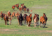 Herd of Quarter Horse mares and Azteca foals in herd at Blair, Nebraska, USA.