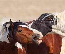 Wild Mustang pinto horses interacting, McCullough Peaks Herd Area, Wyoming, USA.