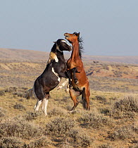 Wild Mustang horses fighting, McCullough Peaks Herd Area, Wyoming, USA., young stallions play